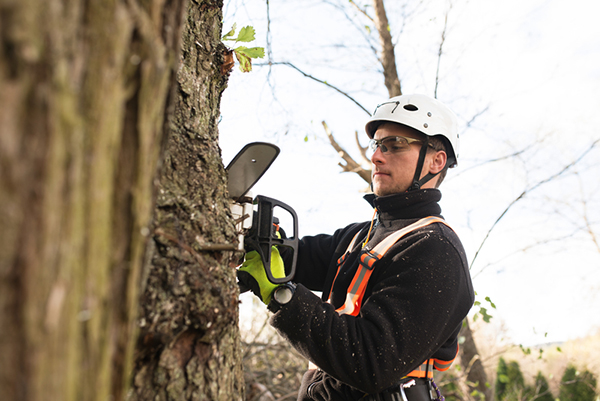 Petrol powered chainsaw safety with JSEAsy Petrol powered chainsaw safety with JSEAsy