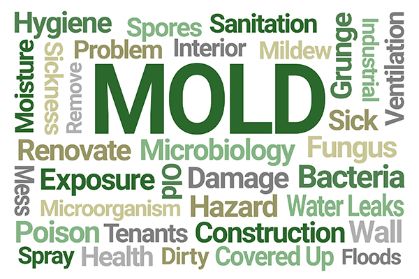 Mould is part of a group of very common organisms called fungi that also include mushrooms and yeast. It is present virtually everywhere, both indoors and outdoors.