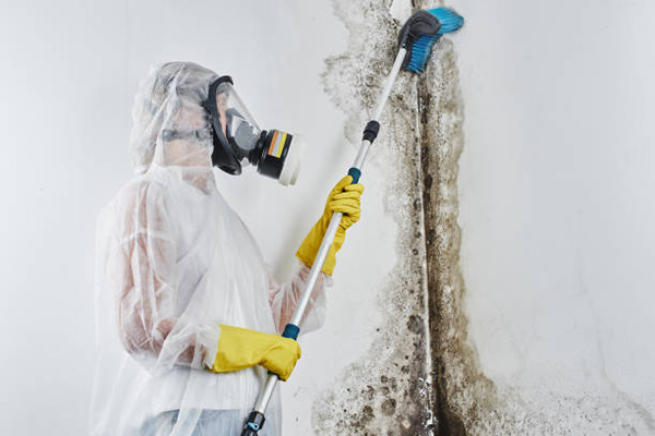 Safely removing mould is essential to protect health and prevent its harmful effects on occupants and the environment