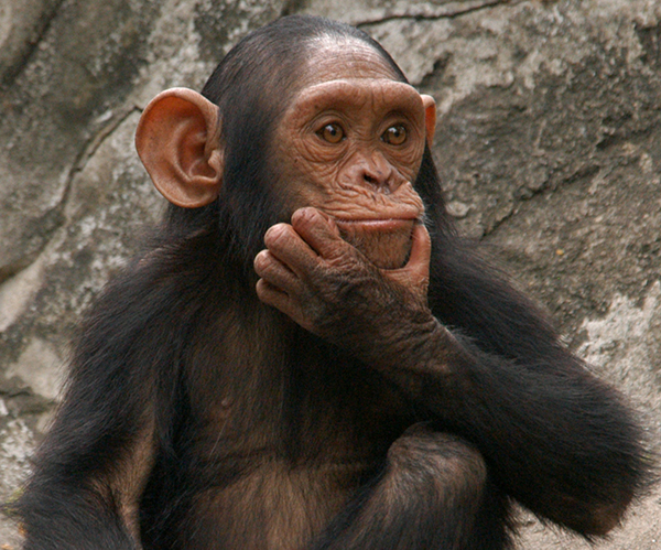 Comprehending SWMS content and when you must prepare one.