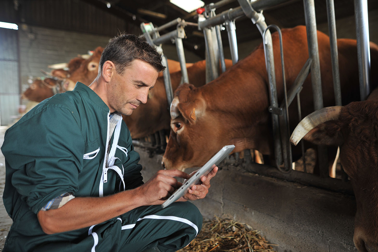 Create SWMS for Dairy Farming using the JSEAsy EHS Software.